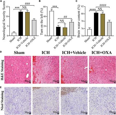 Orexin-A exerts neuroprotective effect in experimental intracerebral hemorrhage by suppressing autophagy via OXR1-mediated ERK/mTOR signaling pathway